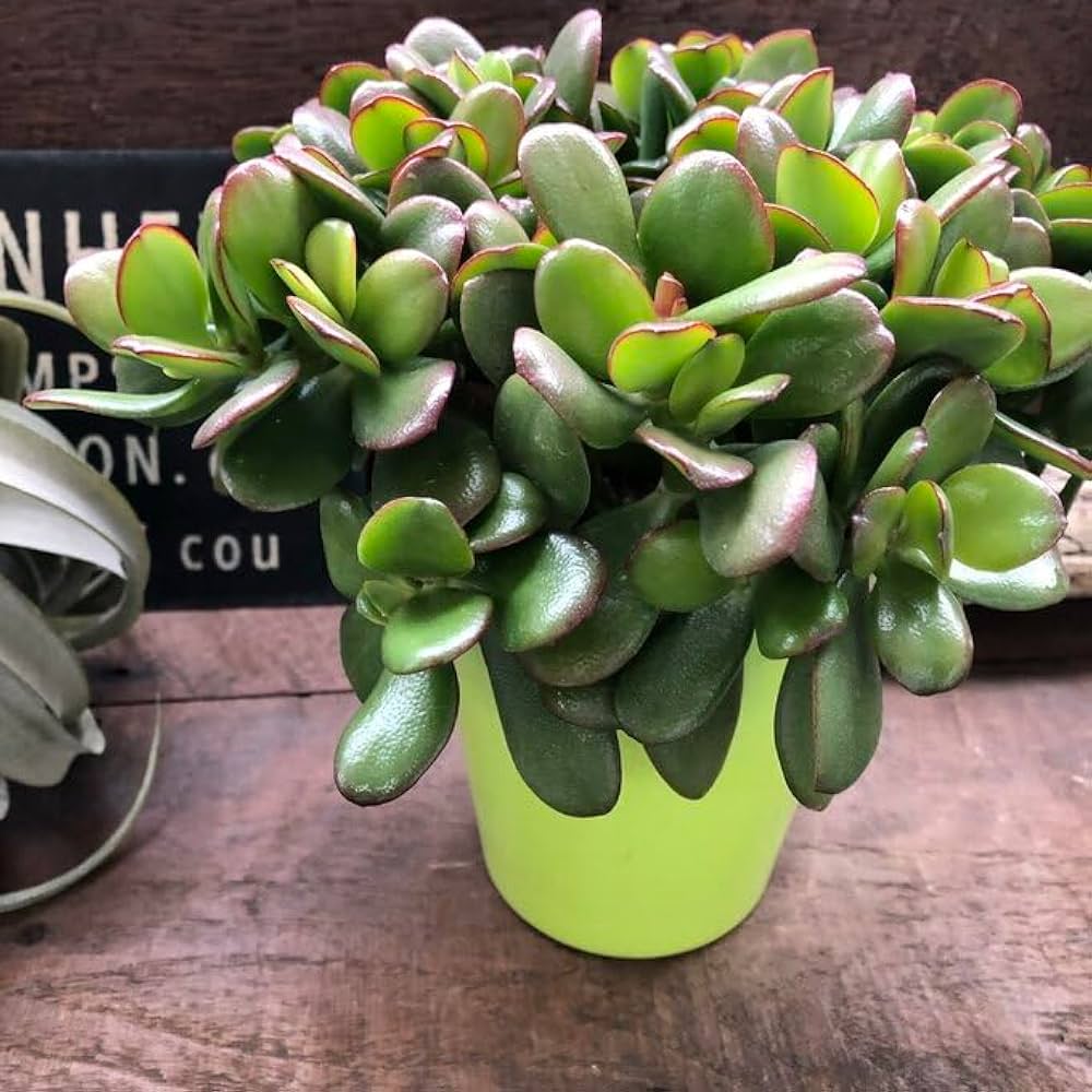 Amazon｜パリジェンヌ17 金のなる木 4号 花月 多肉植物 観葉植物